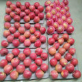 Calidad superior de chino fresco rojo Qinguan Apple